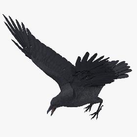 Crow 02